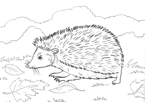 Dibujo de erizo en la pradera para colorear dibujos para colorear imprimir gratis