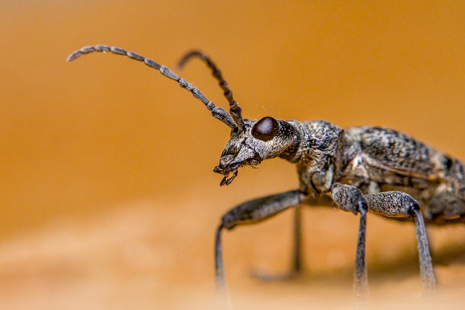 Escarabajo de cuernos largos con
