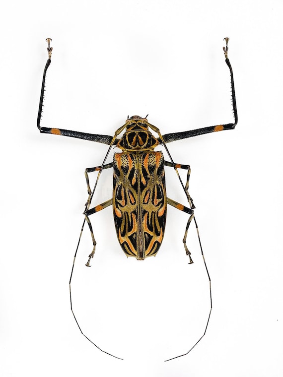 Escarabajo de cuernos largos arlequãn real para obras de arte de insectos acrocinus longimanus insecto sin montar