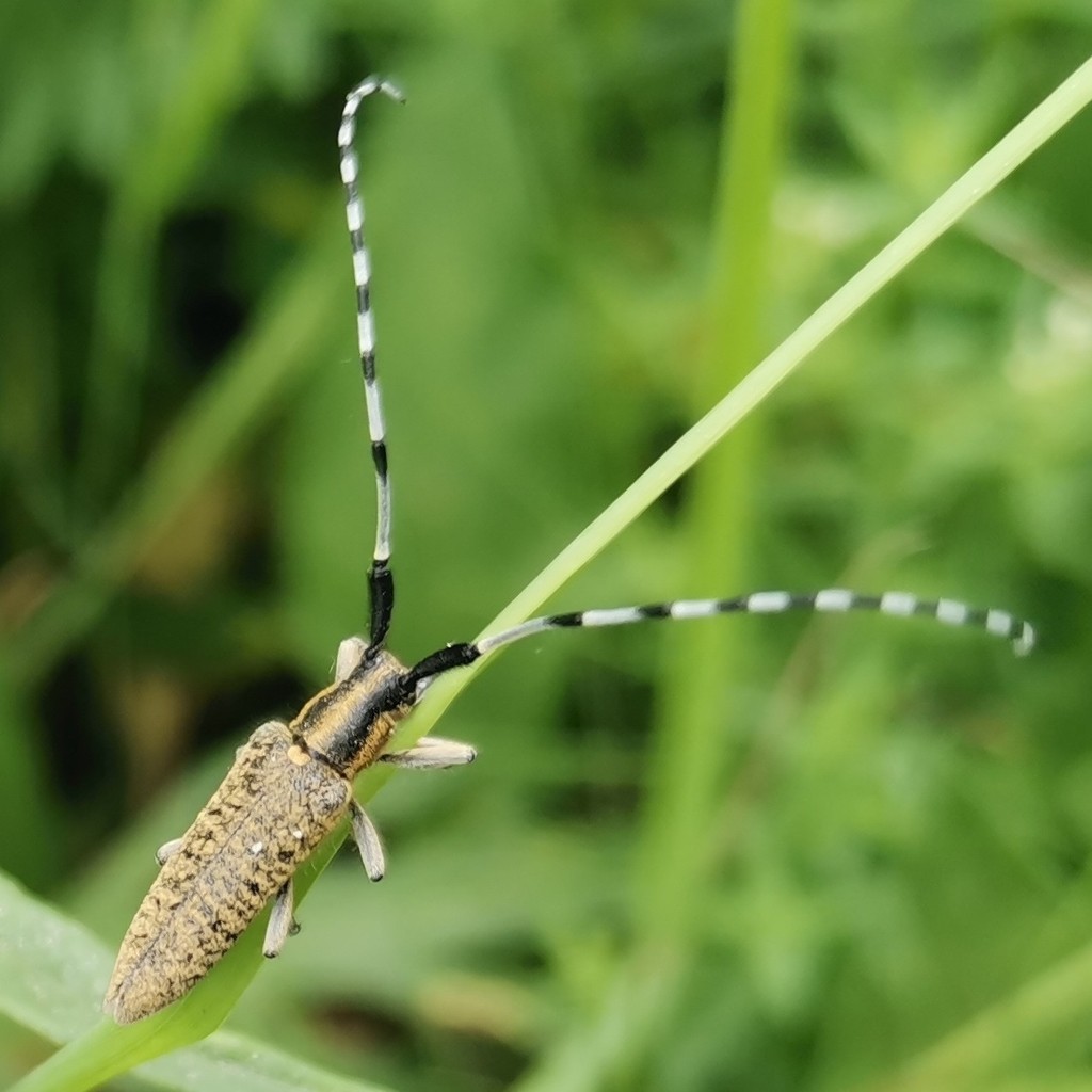 Escarabajo gris de cuernos largos de flor dorada agapanthia villosoviridescens