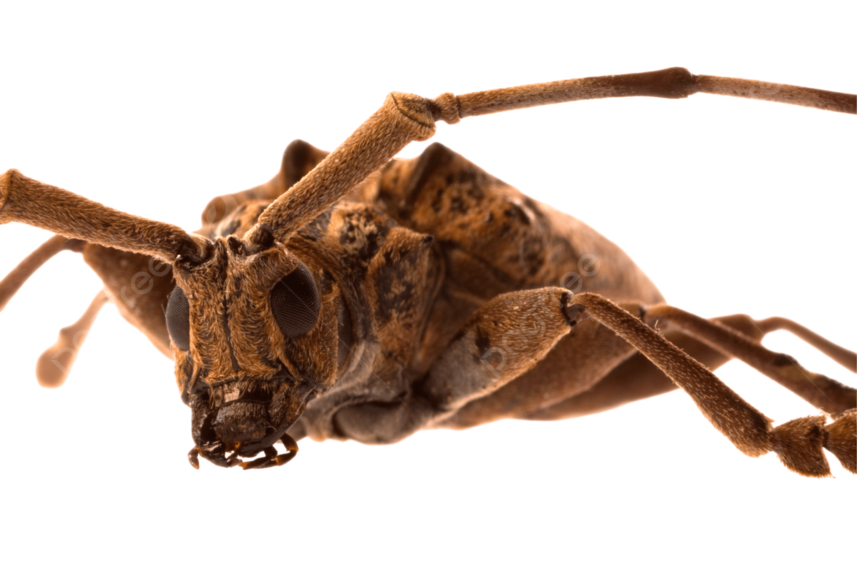 Carabajo de cuernos largos macro naturaleza png largo naturaleza fauna png imagen para dcarga gratuita