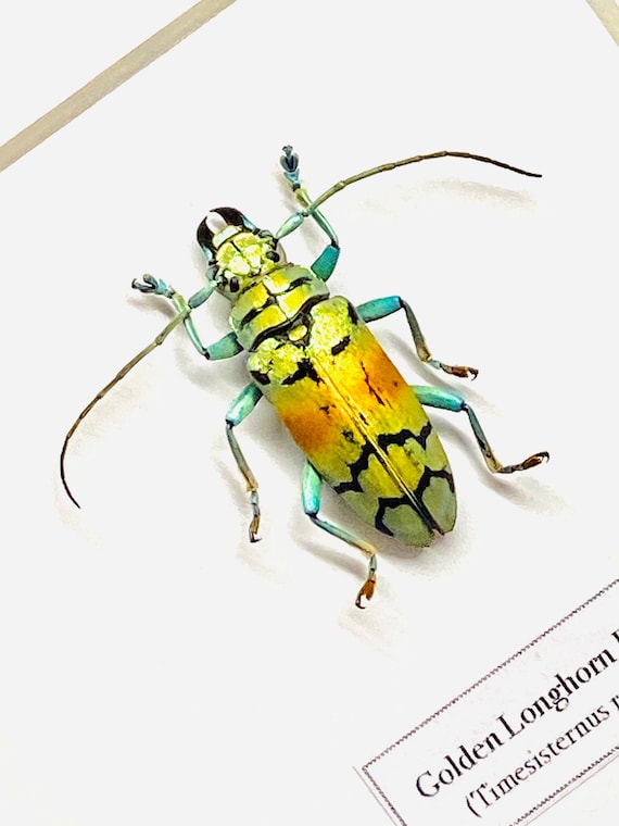 Escarabajo dorado de cuernos largos timesisternus rafalae
