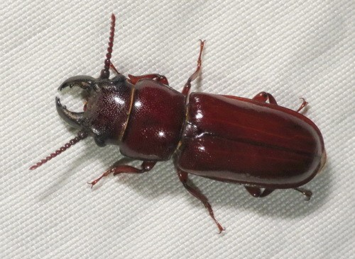 Escarabajo de cuernos largos neandra brunnea