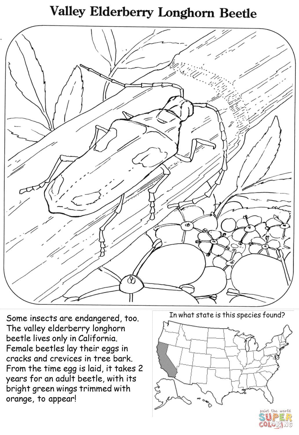 Dibujo de escarabajo de cuernos largos del valle de elderberry para colorear dibujos para colorear imprimir gratis