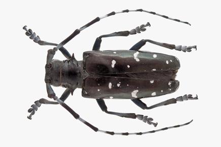 Anoplophora glabripennis