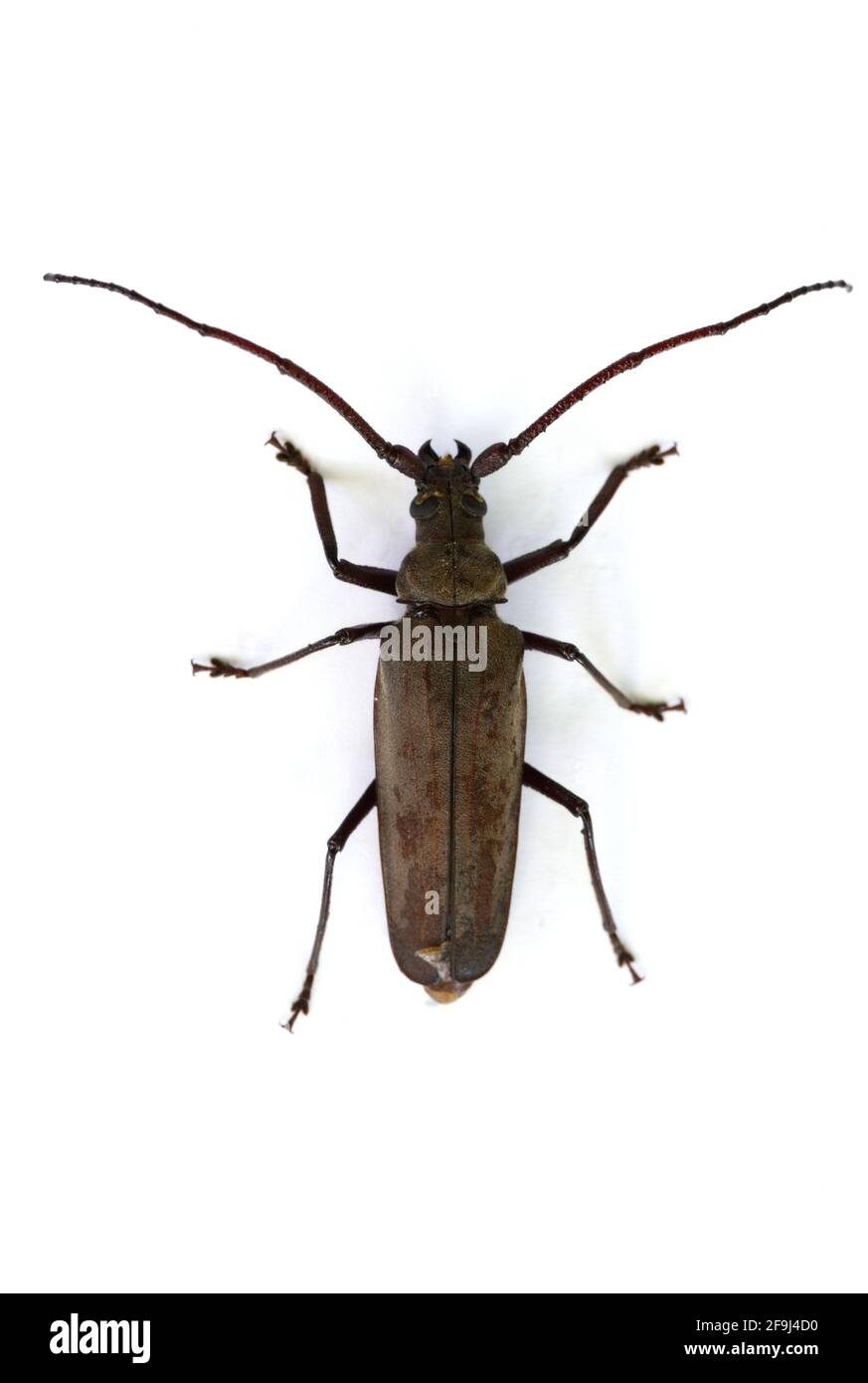 Carabajo de cuernos largos fotografãas e imãgen de alta roluciãn