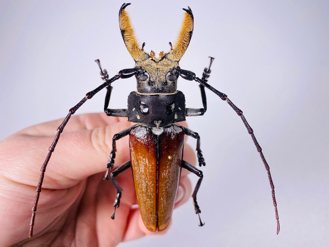 Escarabajo de cuernos largos callipogon barbatus para taxidermia arte joyerãa colecciãn de insectos