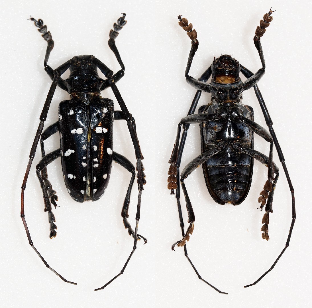 Escarabajo de cuernos largos de los cãtricos anoplophora chinensis