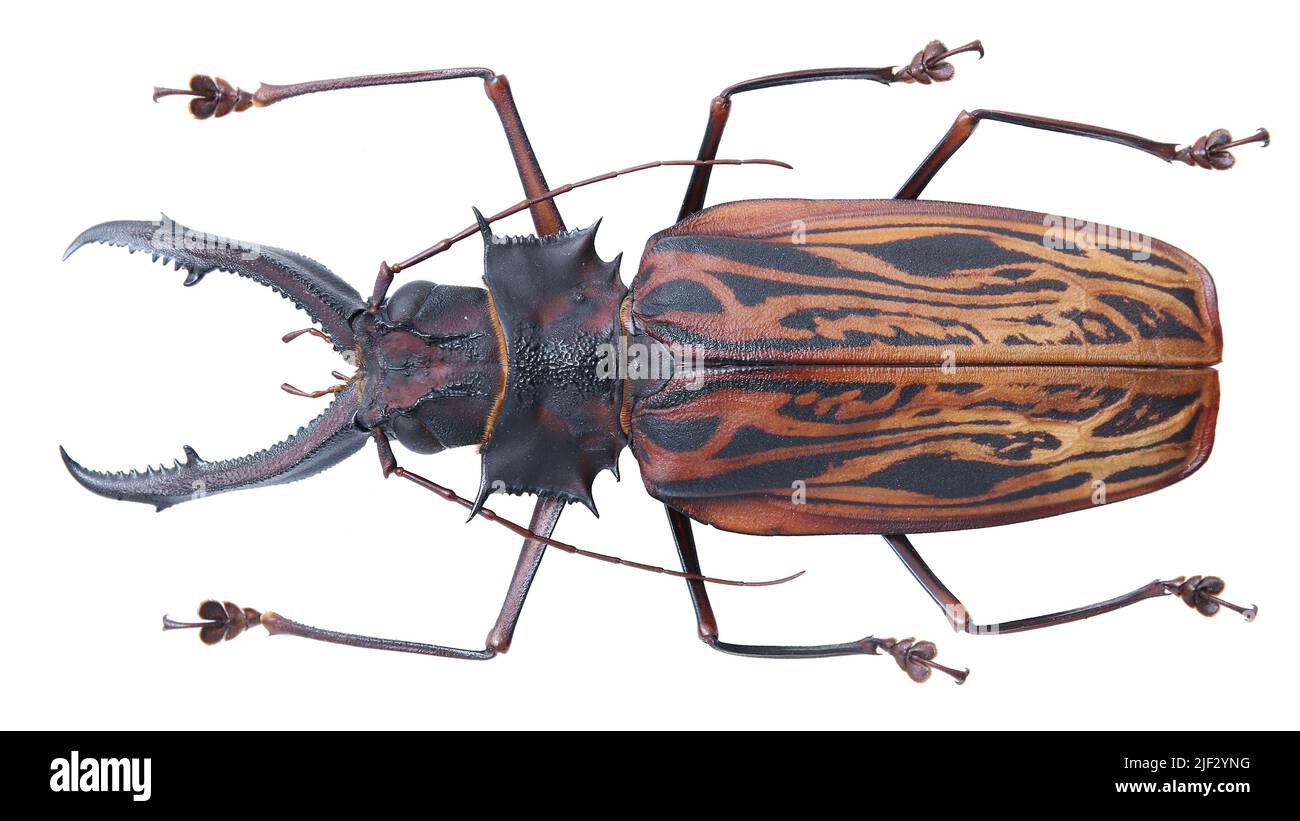 Colecciãn de insectos de carabajos de cuernos largos pãcimen aislado sobre fondo blanco fotoed por macro lente fotografãa de stock