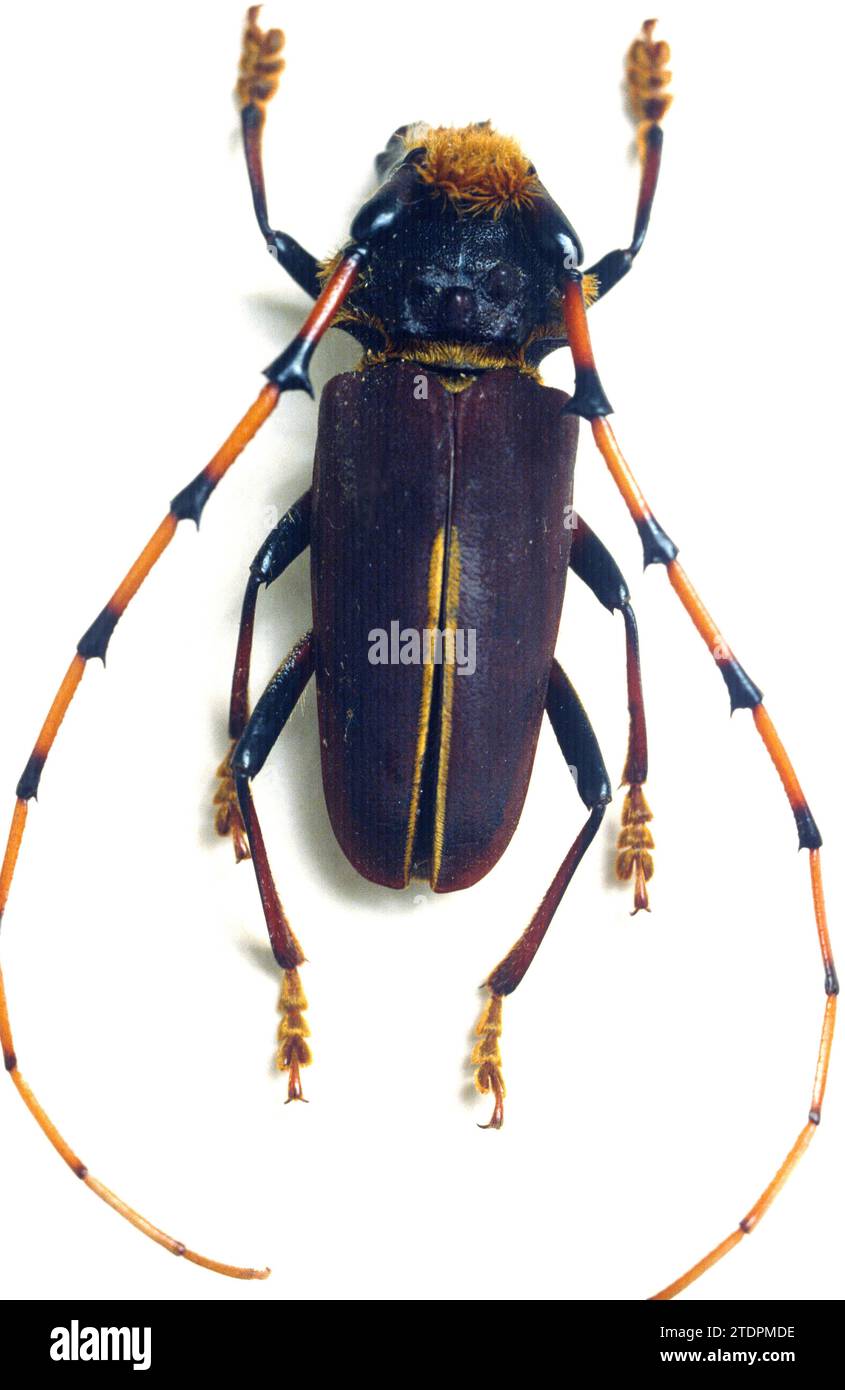 Un carabajo de cuernos largos imãgen recortadas de stock