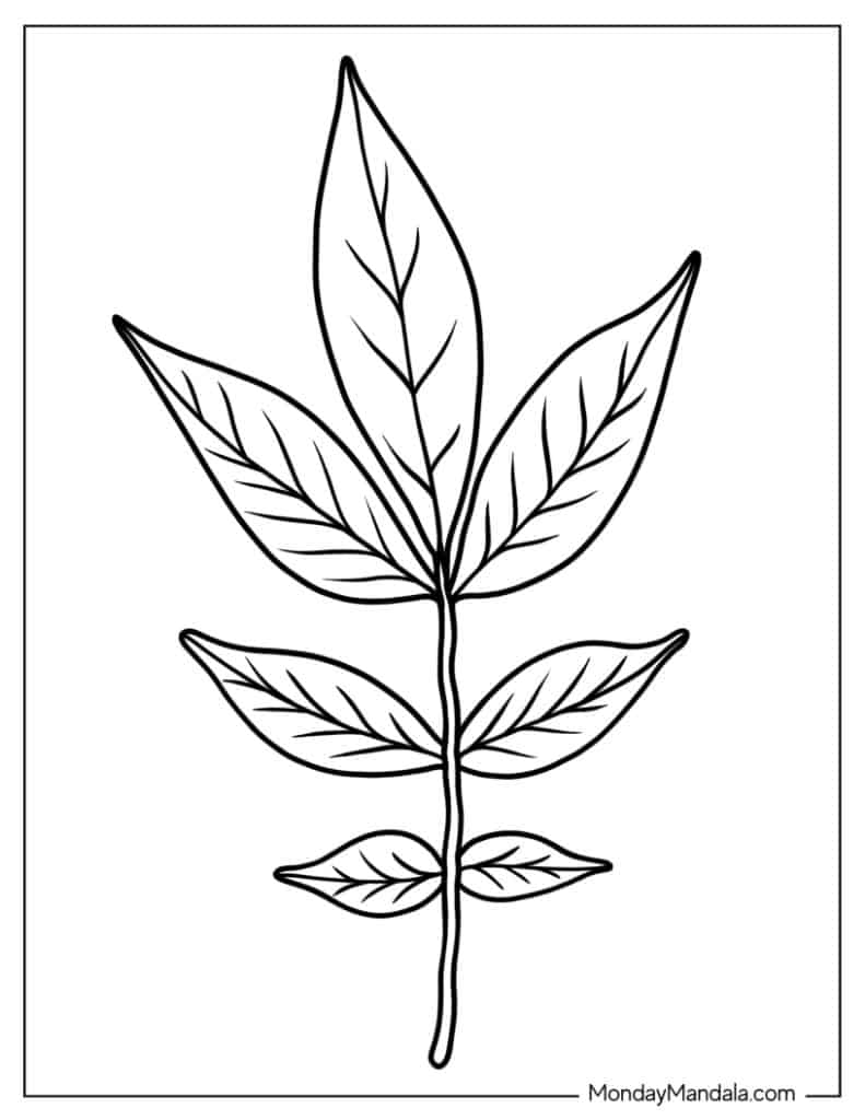 Leaf coloring pages free pdf printables