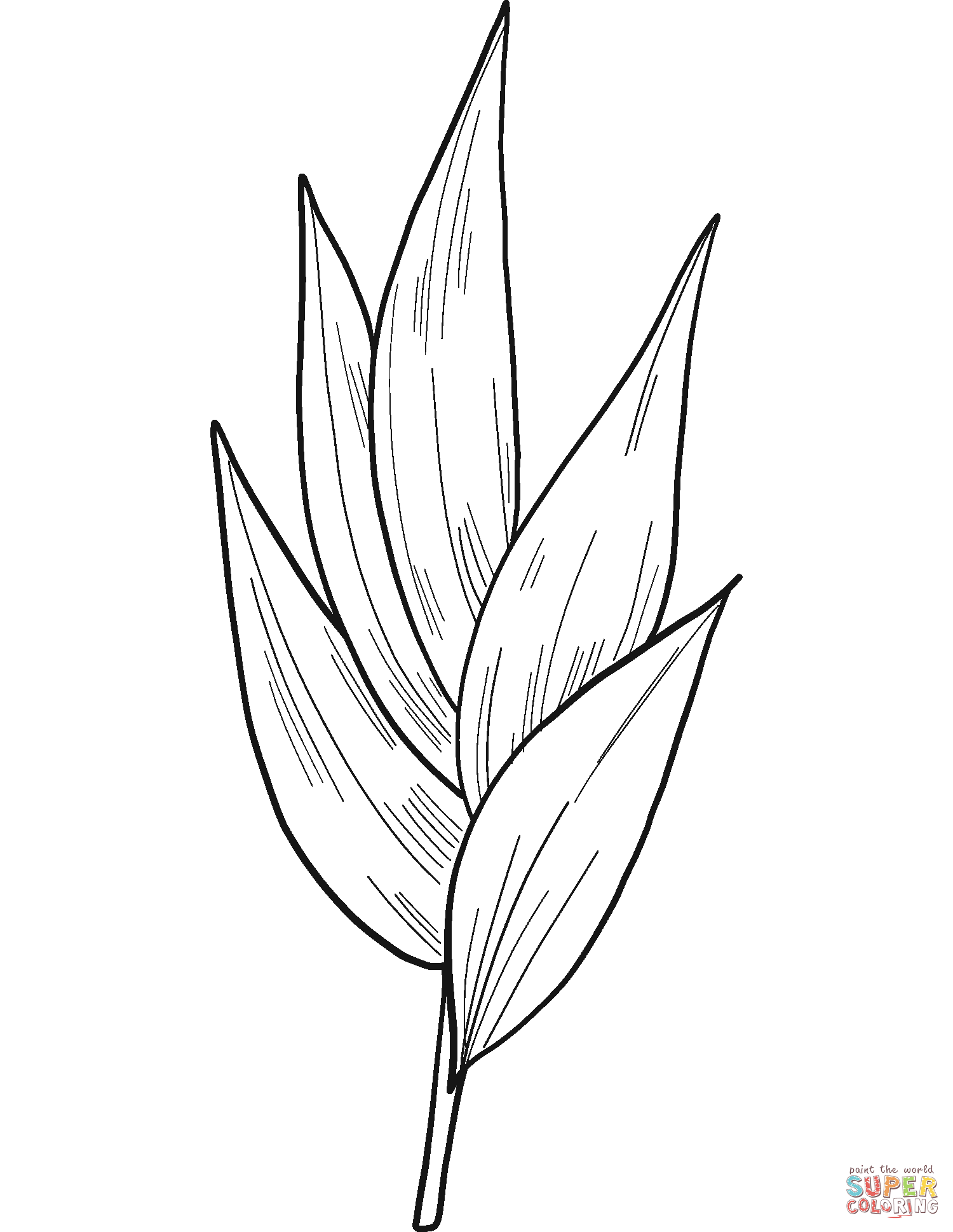 Eucalyptus leaves coloring page free printable coloring pages
