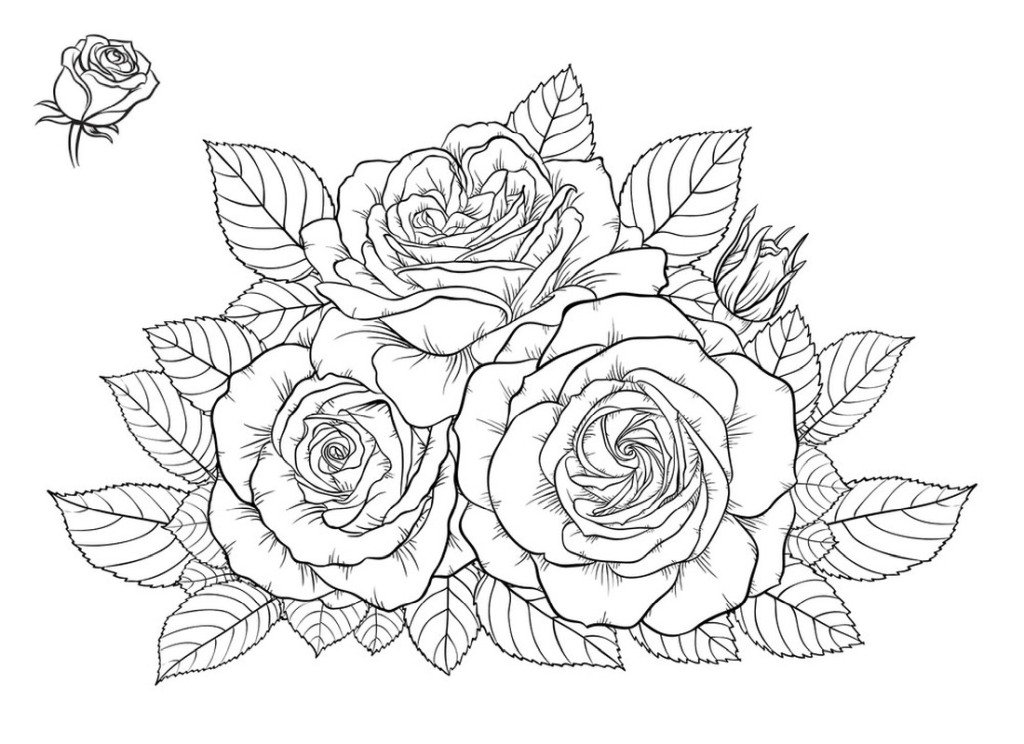 Rose coloring page