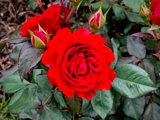 Europeana floribunda rose