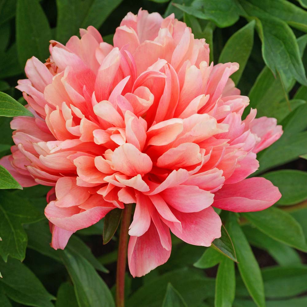 Paeonia lorelei peony