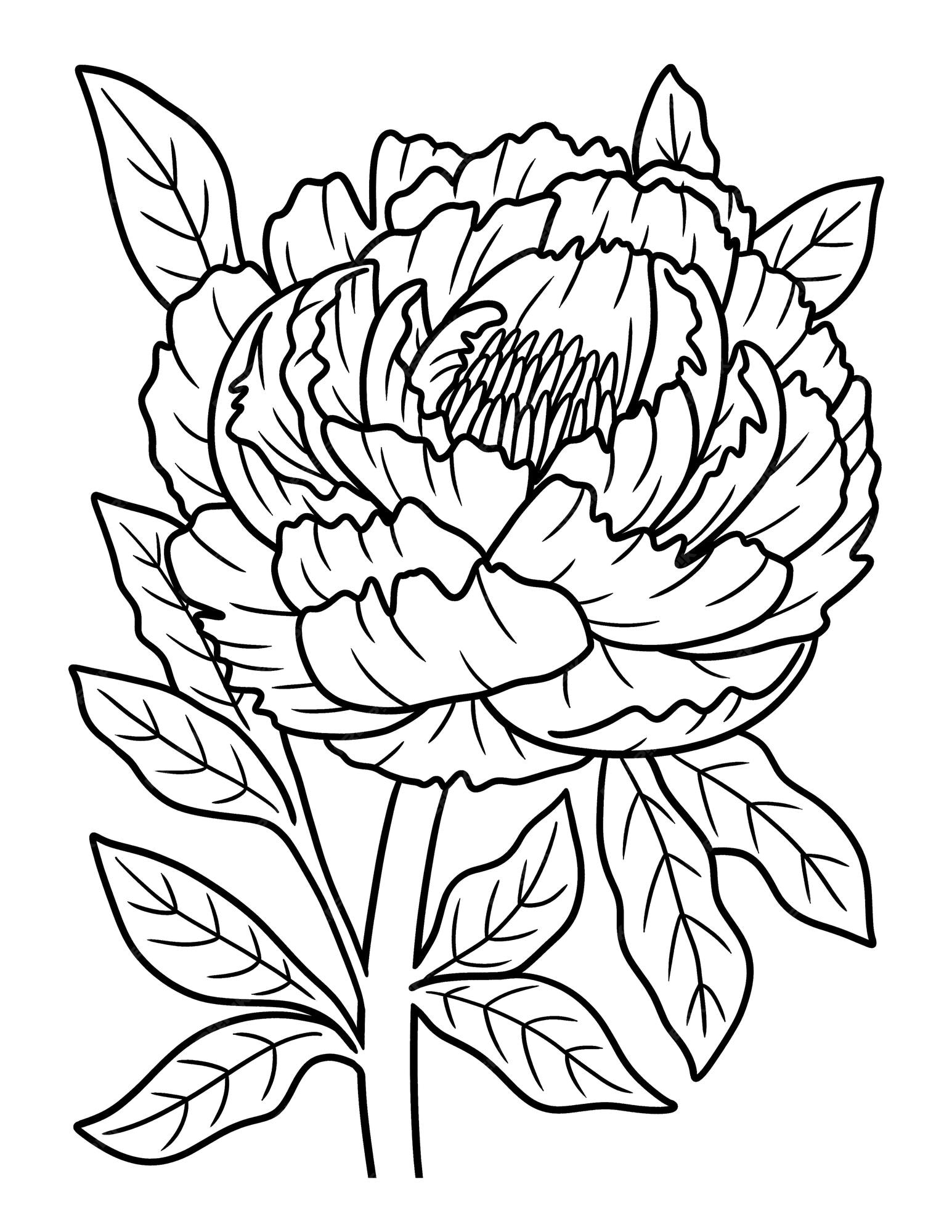 Premium vector peony flower coloring page for adults