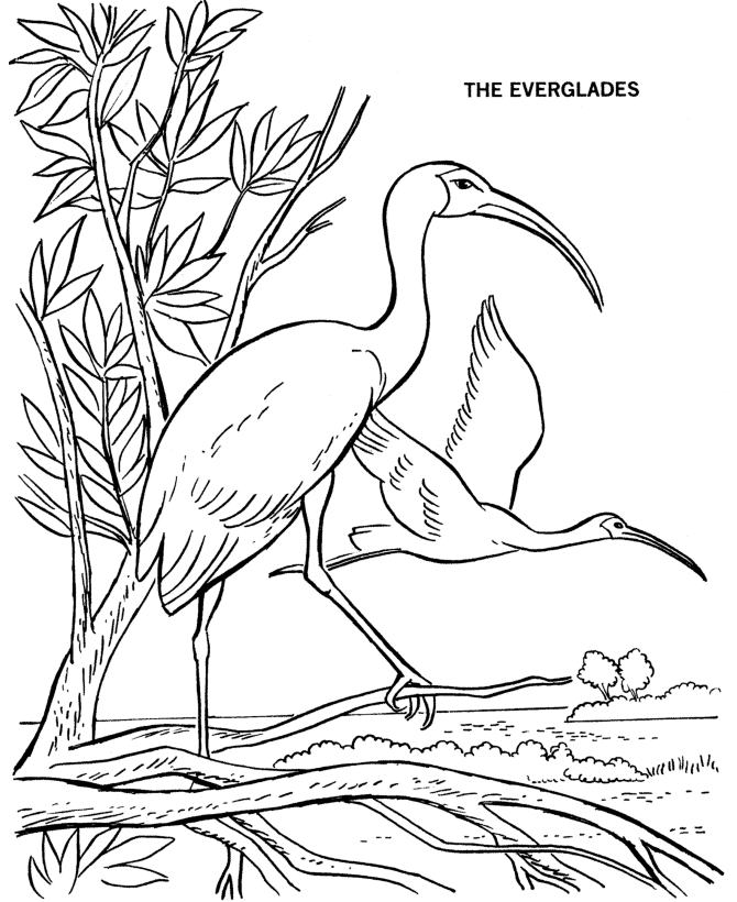 Everglades national park coloring page coloring pages animal coloring pages coloring books