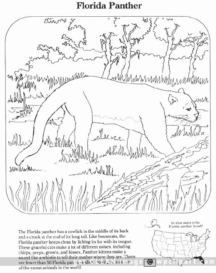 Everglades art projects ideas art projects everglades art