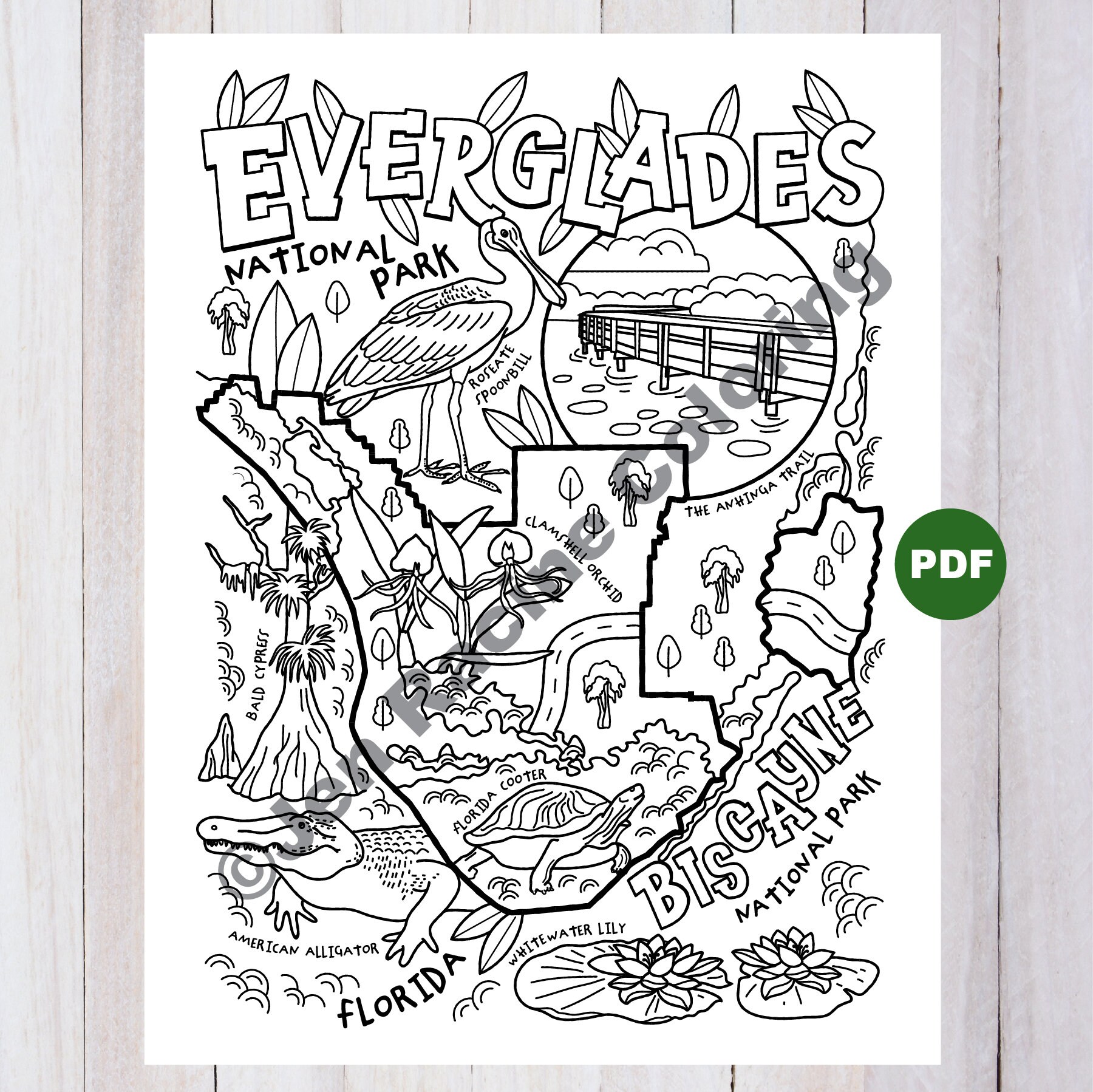 Everglades biscayne national park coloring page