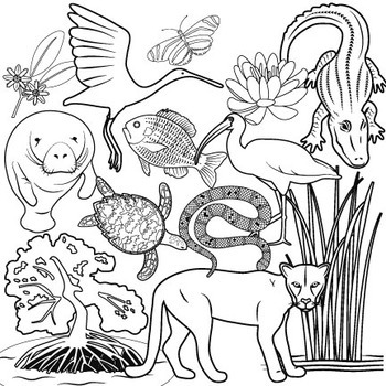 Florida everglades clip art wetland clip art by studio devanna