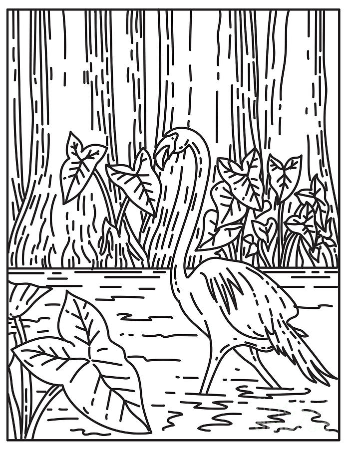 A flamingo wading in subtropical wilderness of everglades national park florida united states mono line or monoline black and white line art digital art by aloysius patrimonio
