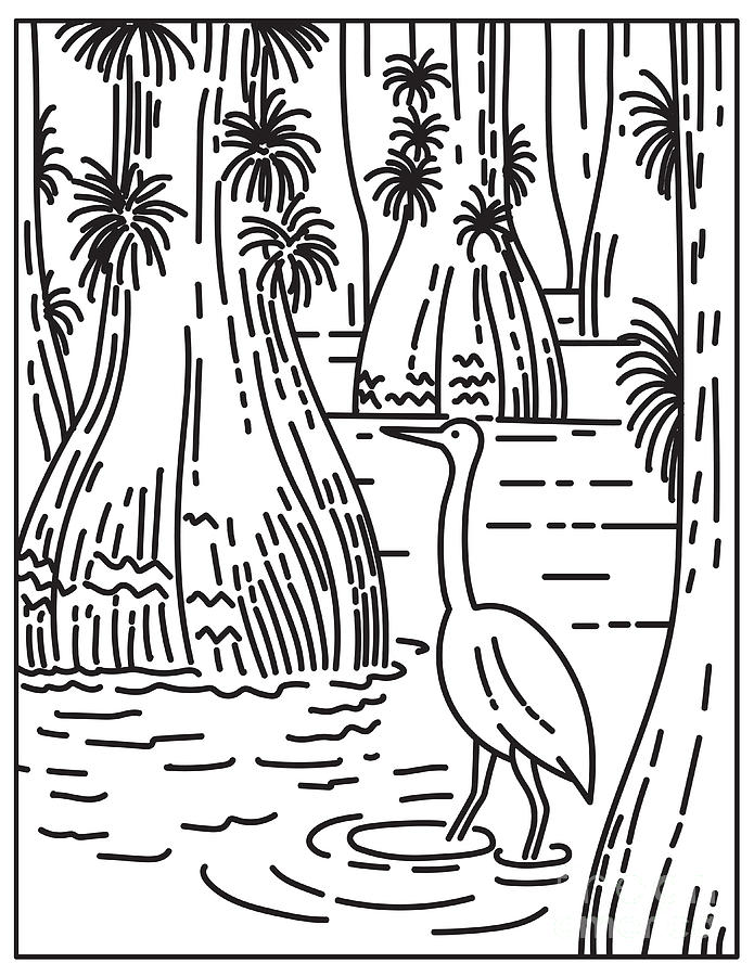 Great egret wading in mangrove and sawgrass marsh in everglades national park located in florida united states mono line or monoline black and white line art digital art by aloysius patrimonio