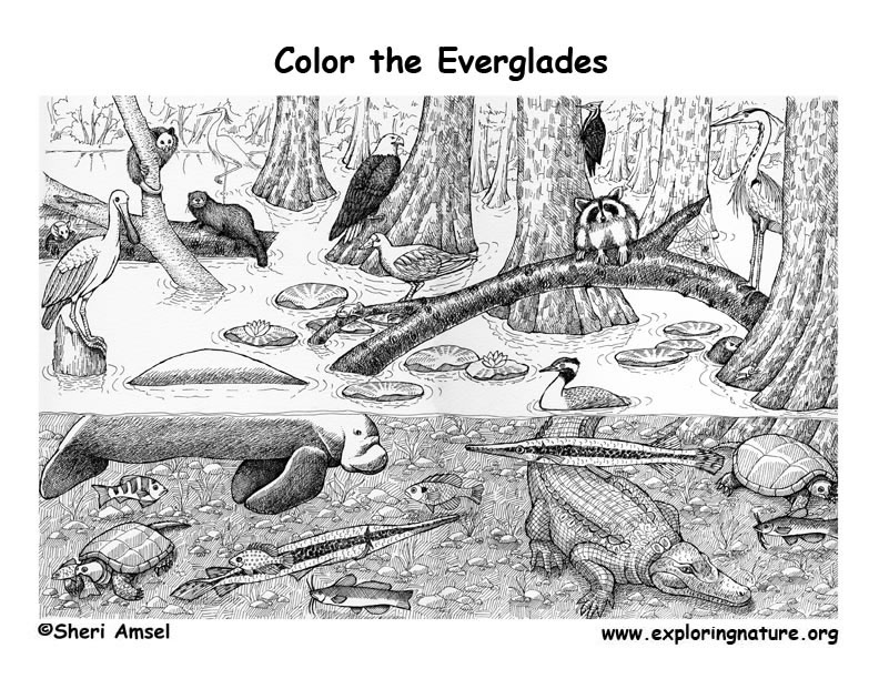 Everglades coloring page