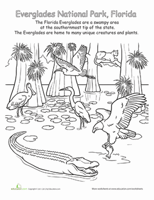 Everglades national park worksheet education everglades national park everglades national parks