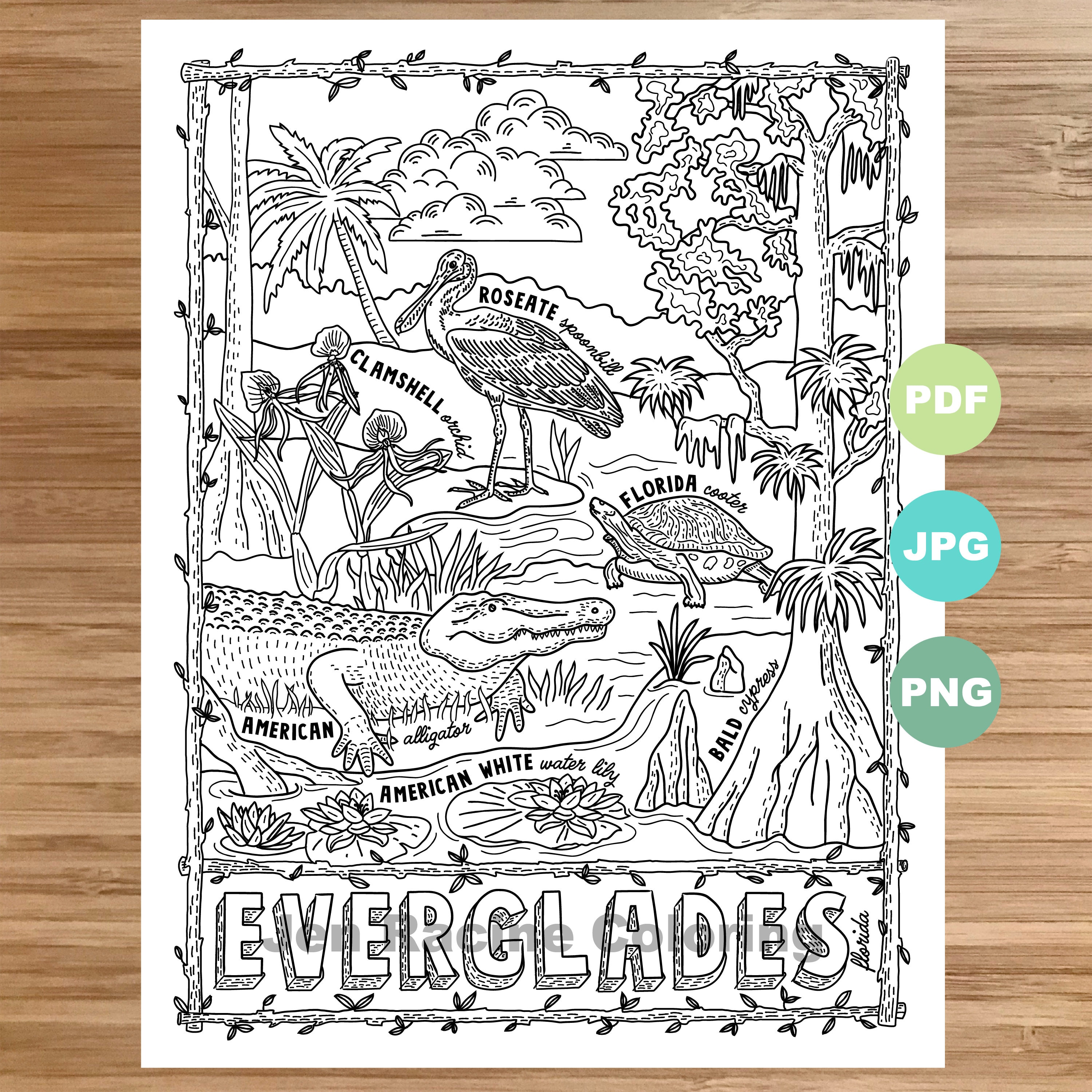 National park coloring page everglades florida national park landscape animal plant wildflower coloring page printable