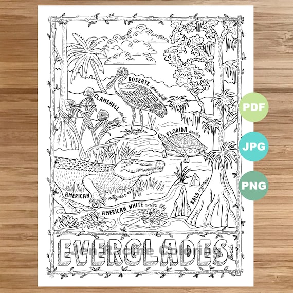 National park coloring page everglades florida national park landscape animal plant wildflower coloring page printable