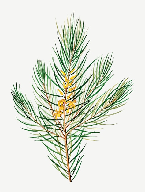 Page evergreen tree images