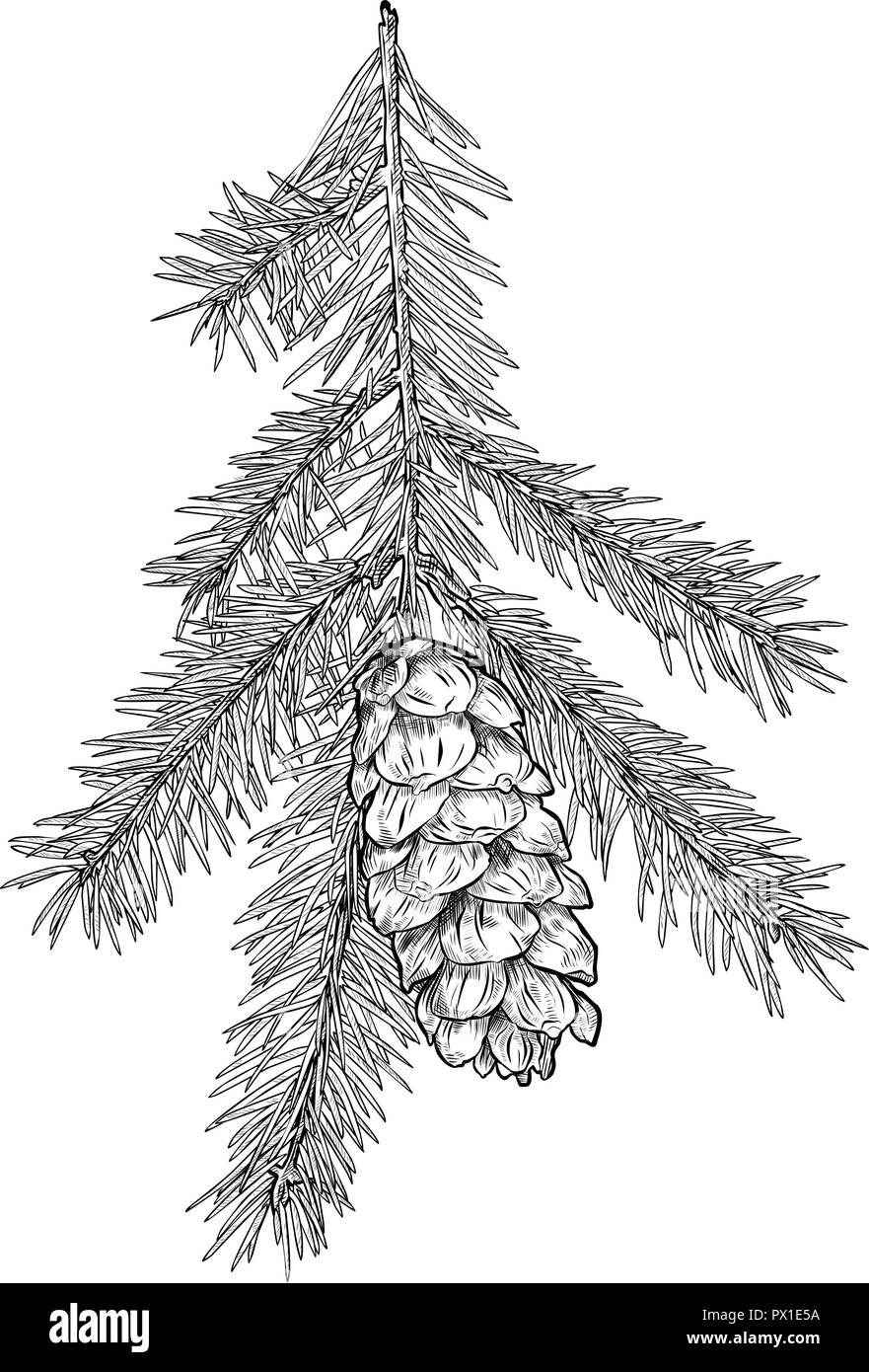 Pine tree forest sketch hi