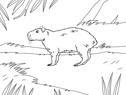 Lesser capybara coloring page free printable coloring pages coloring pages free printable coloring pages capybara