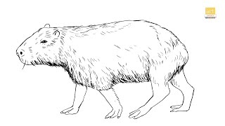 How to draw a capybara drawing ii draw a capybara drawing ii part ii artjanag