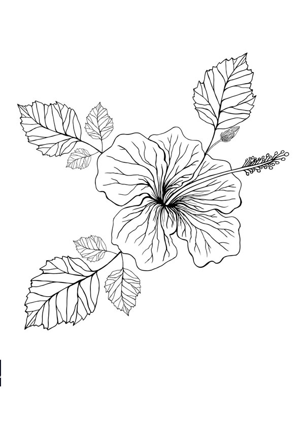 Coloring pages hibiscus flower coloring page for kids