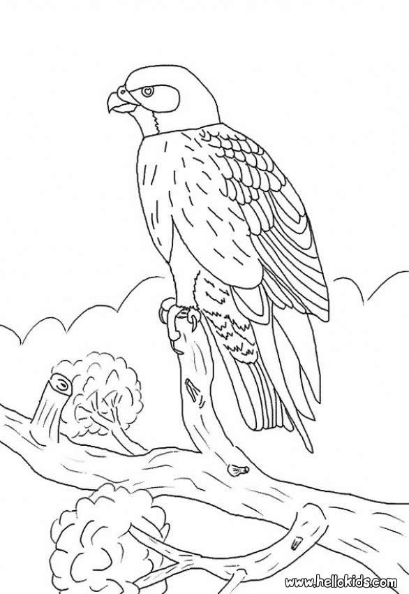 Falcon coloring pages