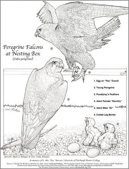 Peregrine falcon coloring page outside my window