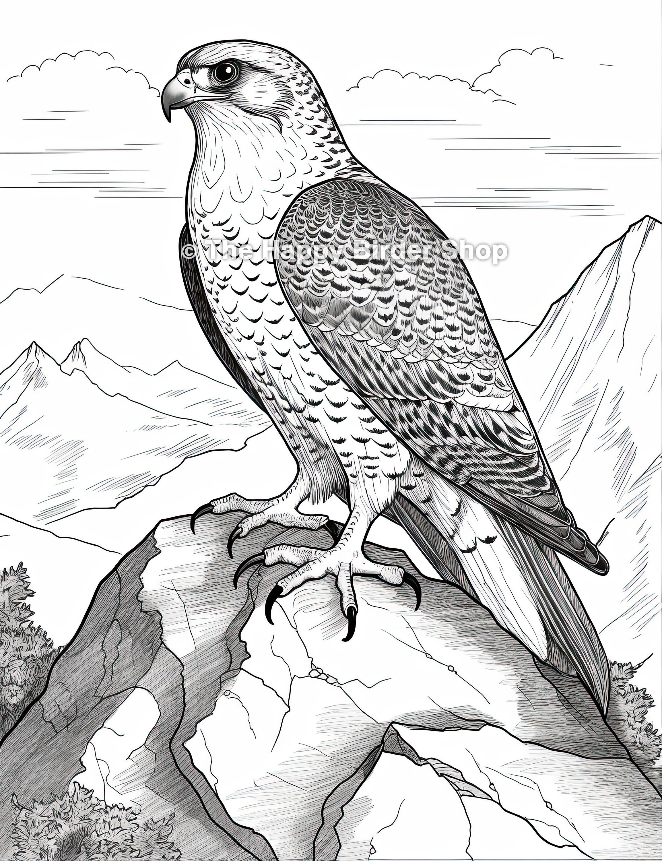 Peregrine falcon coloring page bird lover gift wildlife art printable art stress relief adult coloring pages bird coloring pages jpg