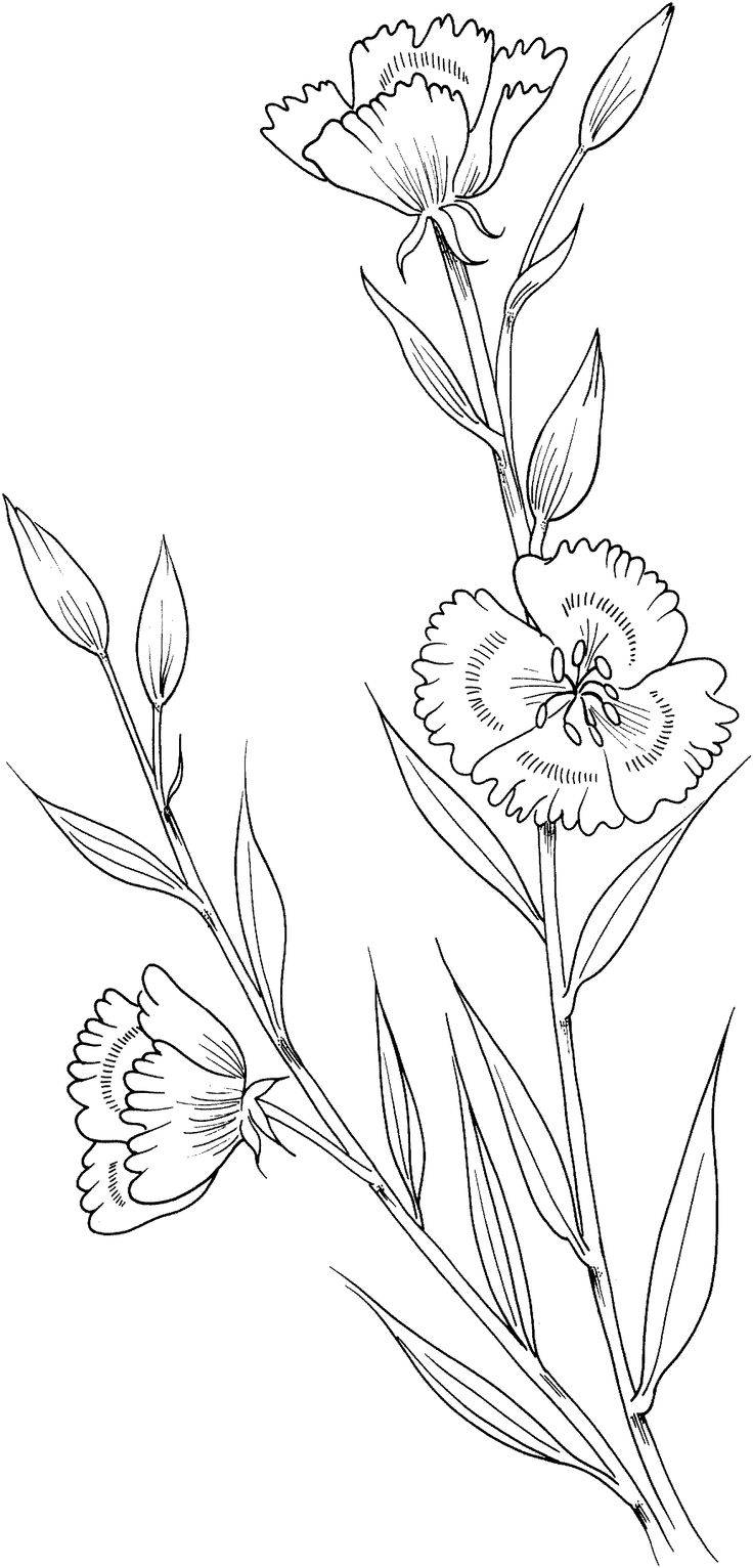 Clarkia