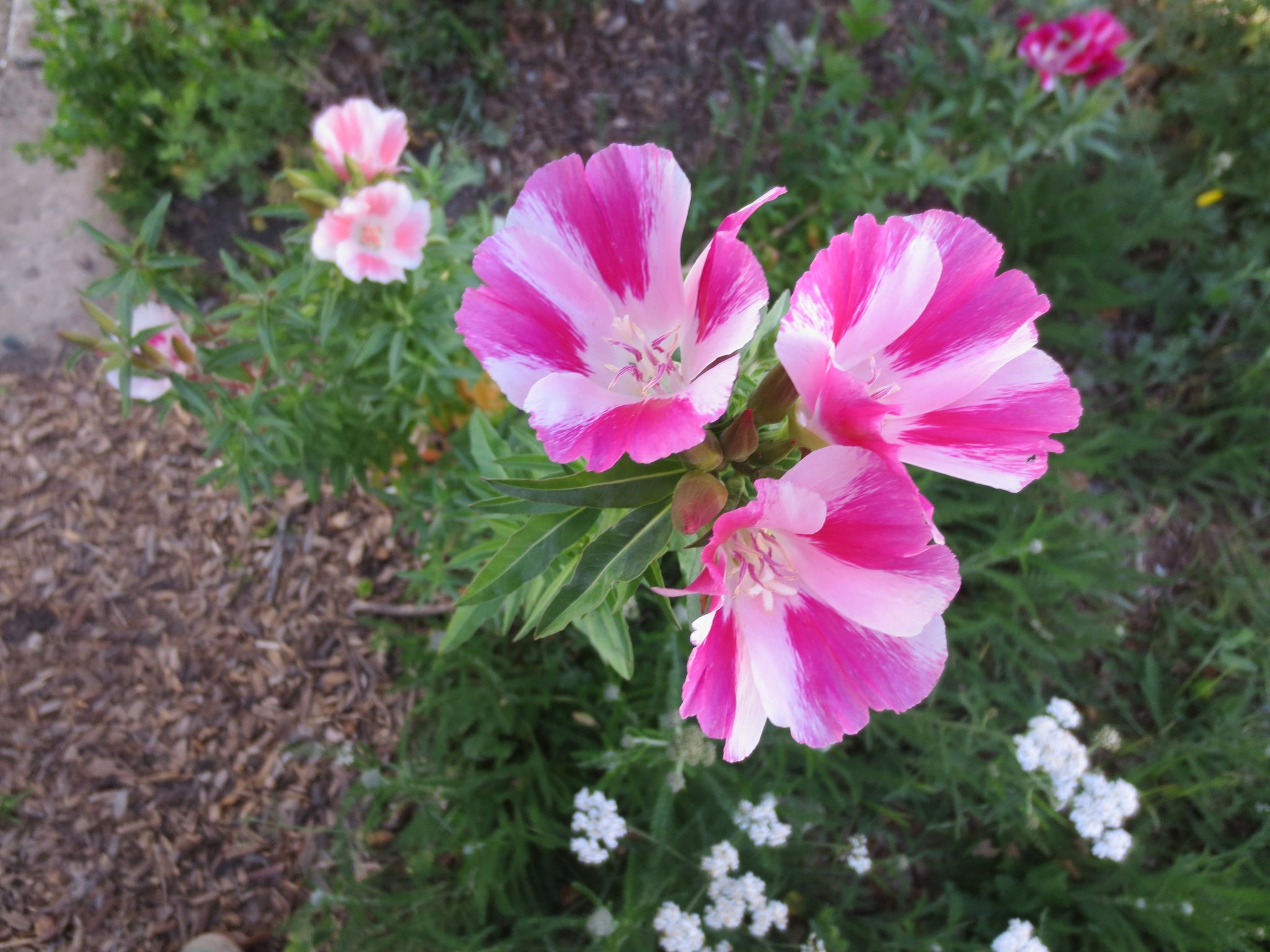 Clarkia amoena farewell