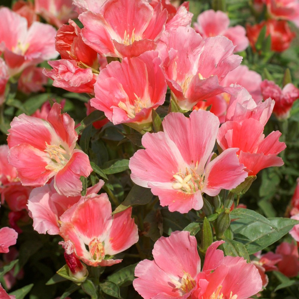Godetia seed