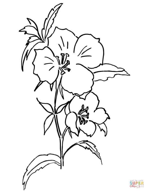 Farewell to spring or godetia coloring page free printable coloring pages