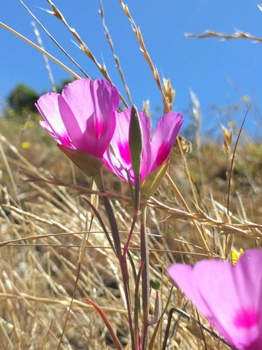 Farewell to spring clarkia amoena flower leaf care uses