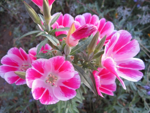 Farewell to spring clarkia amoena