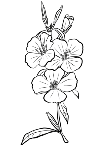 Godetia rubicunda farewell to spring coloring page free printable coloring pages