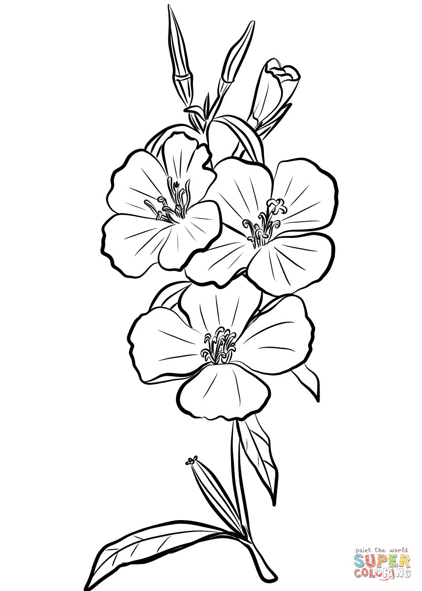 Godetia rubicunda farewell to spring coloring page free printable coloring pages
