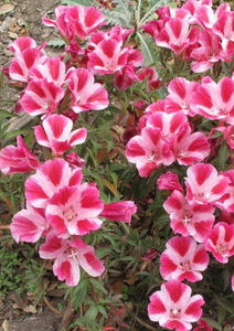 Clarkia amoena farewell