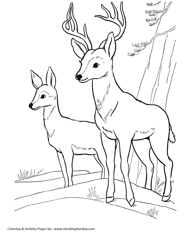 Deer coloring page wild animal buck deer coloring pages and kids activity sheet