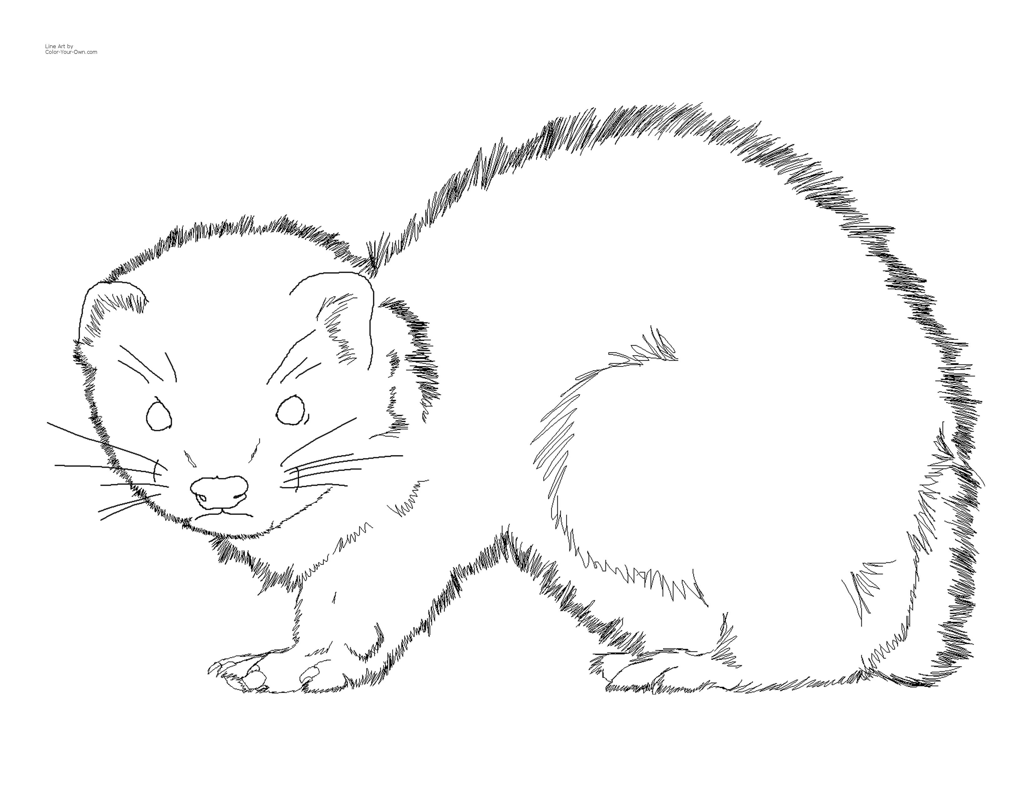 Baby ferret coloring page