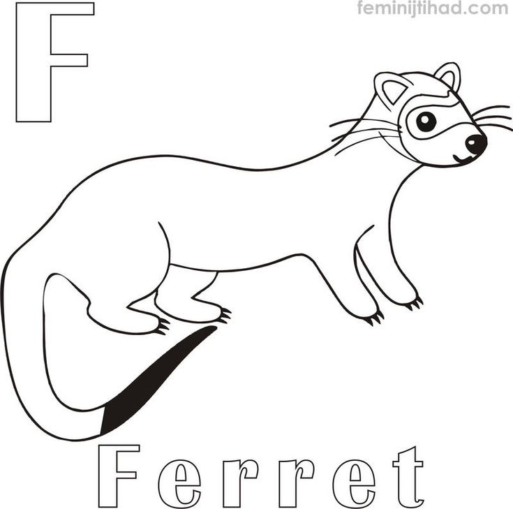 Ferret coloring pages to print pdf